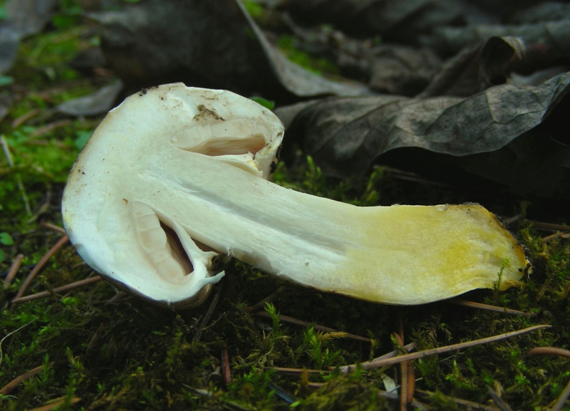 Giro nelle aiuole di medicina seconda parte